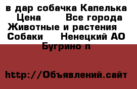 в дар собачка Капелька › Цена ­ 1 - Все города Животные и растения » Собаки   . Ненецкий АО,Бугрино п.